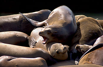 sea lions