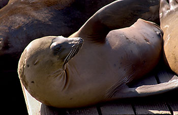 sea lions