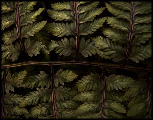61-100516_fern_0050