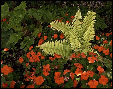 76-080801_1183-ferns