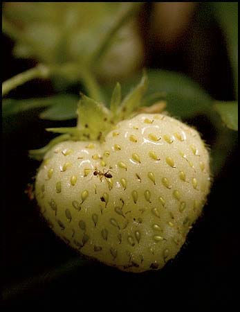 90-strawberry-039