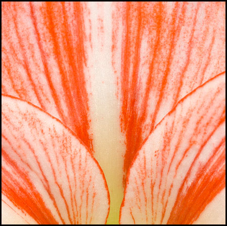 amaryllis-5349