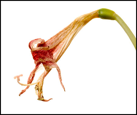 amaryllis-5614
