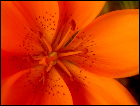 daylily_8011