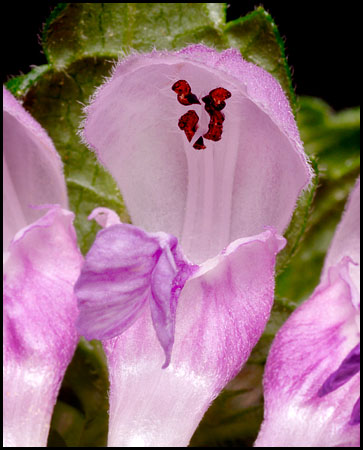 deadnettle-715