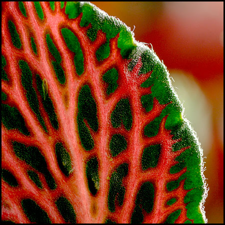 fittonia-5403