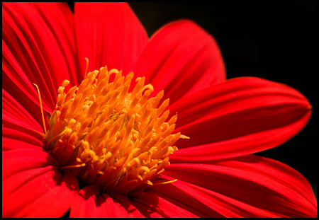 mexsunflower_4846