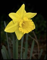 69-100406_0077-daffodil