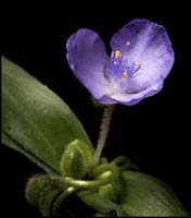 89-spiderwort1761