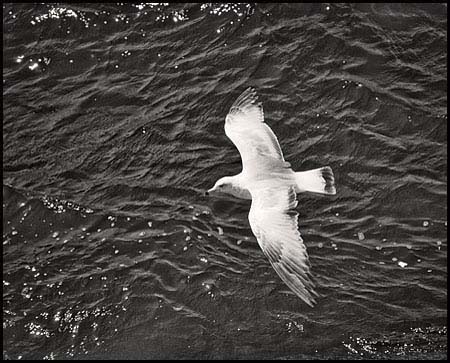 003-gull_5914-2