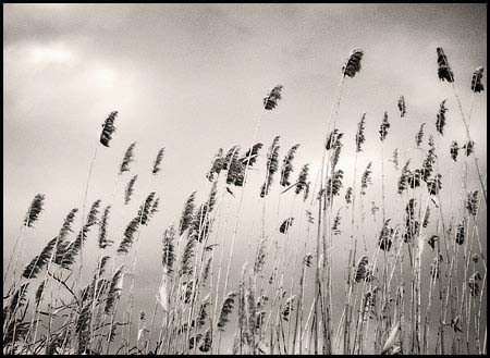 048-080207_8005-reed#70048