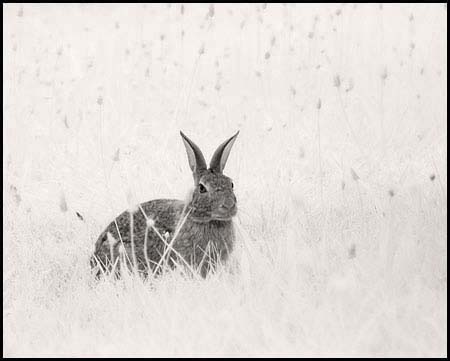 070-070724_7154-rabbit