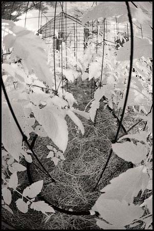 088-070630_6672-garden