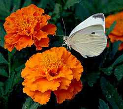 cabbage_butterfly32