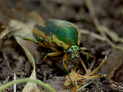 greenjunebeetle_18