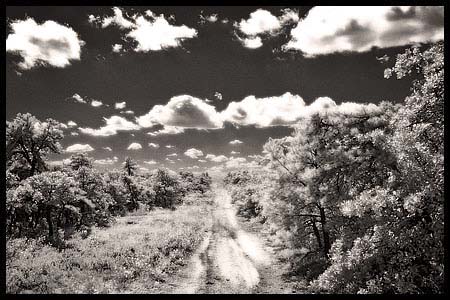 079-091508_8245-pine#70004