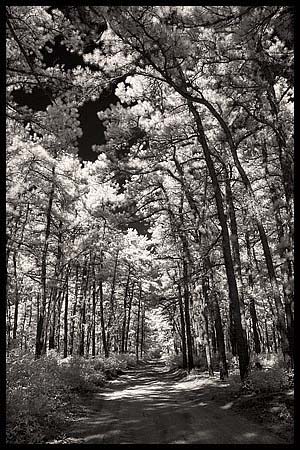 080-101008_8280-pine#70005