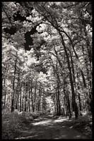 080-101008_8280-pine#70005