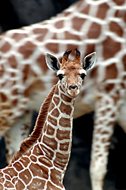 giraffe