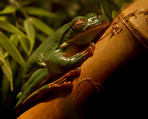 treefrog206