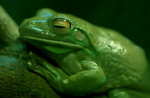 treefrog_210