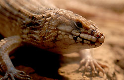 shinglebackskink33