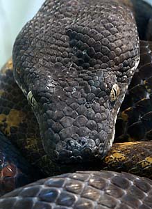 solomonislandtreeboa1
